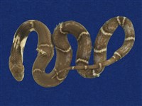 藏品(眼鏡蛇)的圖片